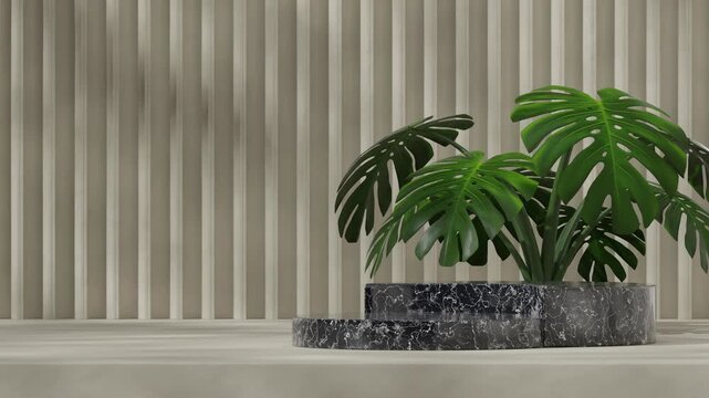 monstera deliciosa and pattern wall in rendering 3d footage of blank mockup black marble podium seamless loop shadow animation
