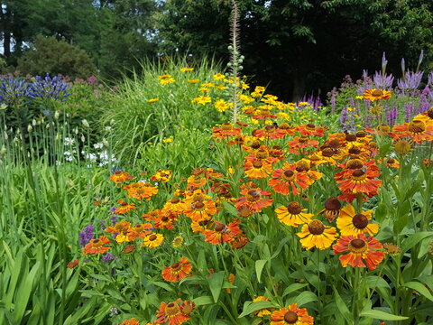 A colorful flower bed in summer and autumn. English border perennials: yellow red and orange Helenium, Miscanthus grasses and blue verbascum &ndash; blooms in a large perennial borde