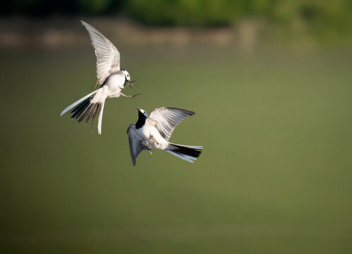 Bachstelze, Motacilla alba