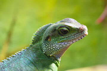 Fototapeta premium Vibrant Green Lizard in Natural Habitat Perfect for Wildlife and Nature Photography