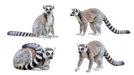 Four vibrant ring-tailed lemurs showcasing various poses, isolated on a transparent background, offering versatile use. © Irene