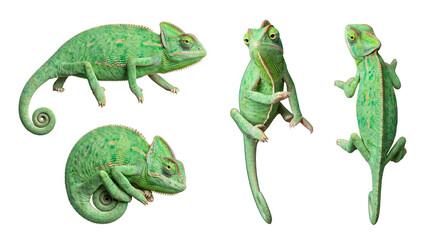 Fototapeta premium Diverse collection of vibrant green chameleons in various natural poses, isolated on transparent background.