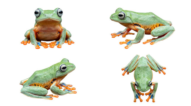 Collection of colorful flying tree frogs in various poses, captured on a transparent background.