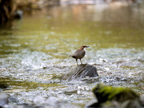 Wasseramsel (Cinclus cinclus)  
