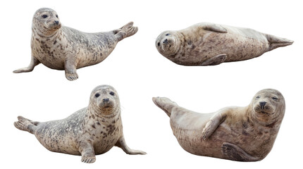 Four charming harbor seals captured in various natural poses, isolated on a transparent background.
