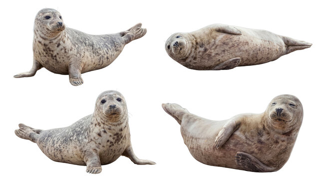 Four charming harbor seals captured in various natural poses, isolated on a transparent background.
