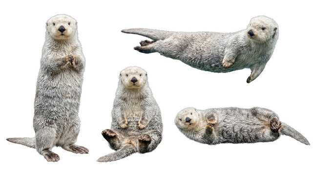 Adorable sea otter collection in various engaging poses, showcasing furry texture, isolated on transparent.