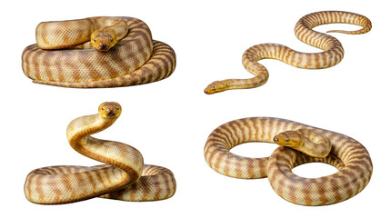 Obraz premium Four detailed brown python snakes, displaying various coiled and extended positions.