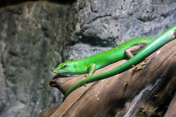 Fototapeta premium Vibrant Green Lizard on Log in Natural Habitat for Wildlife Photography