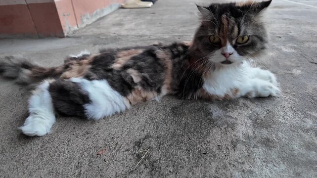Cute fluffy calico cat lying on concrete, showcasing its unique fur pattern of orange, black, and white, with striking yellow eyes and calm demeanor, perfect pet for animal lovers.