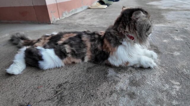 Fluffy calico cat lying relaxed on concrete, showcasing its unique fur pattern and playful nature as domestic pet animal in comfortable environment.