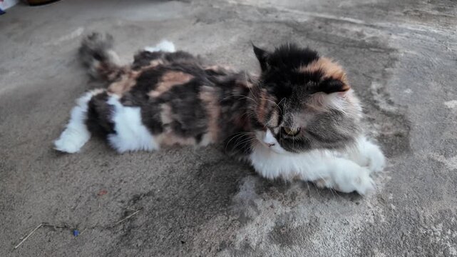 Fluffy Calico Cat Lying on Concrete Surface Playful and Relaxed Domestic Animal with Vibrant Orange, Black, and White Fur Patterns
