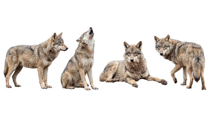 Powerful grey wolves captured in various natural poses, isolated on a clear transparent background. © Irene