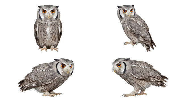 Four striking white-faced scops owls in various alert and watchful poses, isolated cleanly on a transparent background.