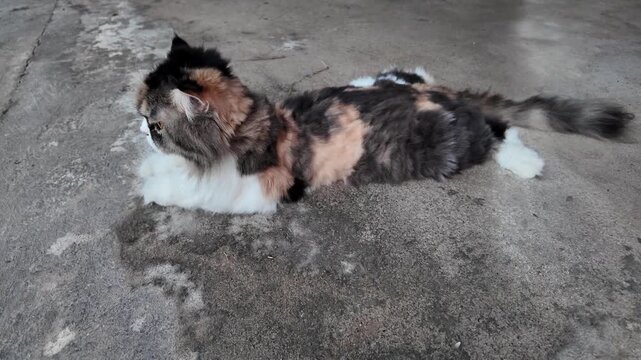Curious Fluffy Calico Cat Lying on Concrete Surface, Showcasing Its Beautiful Fur Patterns and Relaxed Posture in Domestic Setting