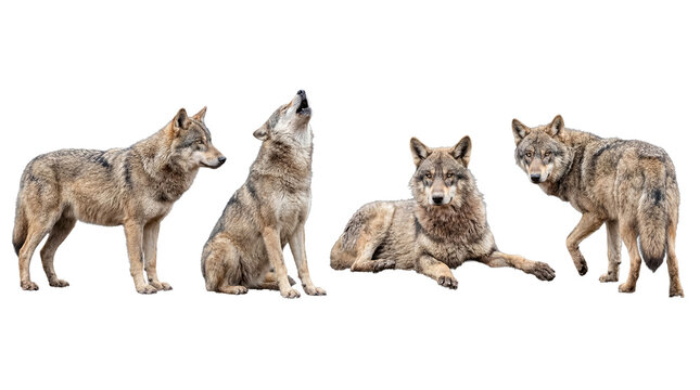 Powerful grey wolves captured in various natural poses, isolated on a clear transparent background.