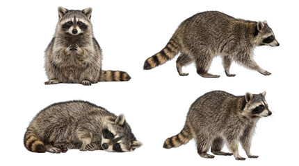 Four distinct raccoons captured in various natural poses, including sitting, walking, and resting. © Nadine