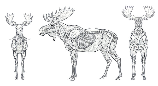 Moose Anatomy Illustration: Muscle and Bone Structure from Multiple Views