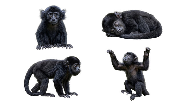 Adorable photograph of four young black spider monkeys in various playful and natural poses, transparent background.