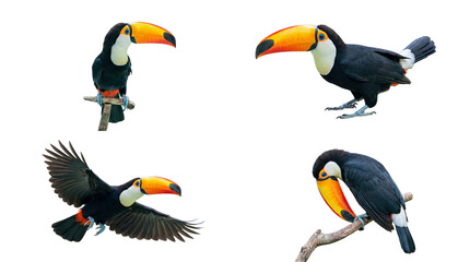 Dynamic collection of toucans in diverse postures, isolated on a bright transparent background. © Kathryn
