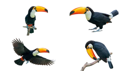 Fototapeten Tukan Dynamic collection of toucans in diverse postures, isolated on a bright transparent background.  © Kathryn