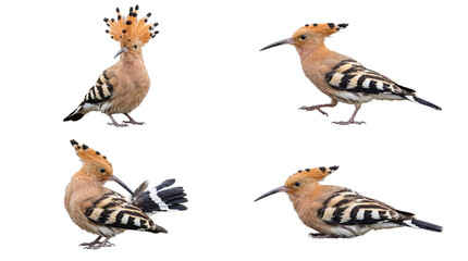 Collection of four beautiful Eurasian hoopoes in various natural positions, captured in a detailed studio photograph. © Kathryn