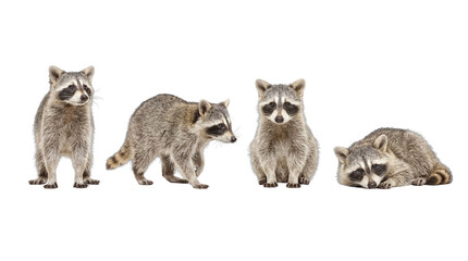 Realistic photograph of four adorable raccoons in various natural and engaging poses, isolated on transparent. © Kathryn