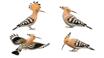 Four beautiful Eurasian hoopoes with impressive crests, captured in various natural poses, on a transparent background. © Steven