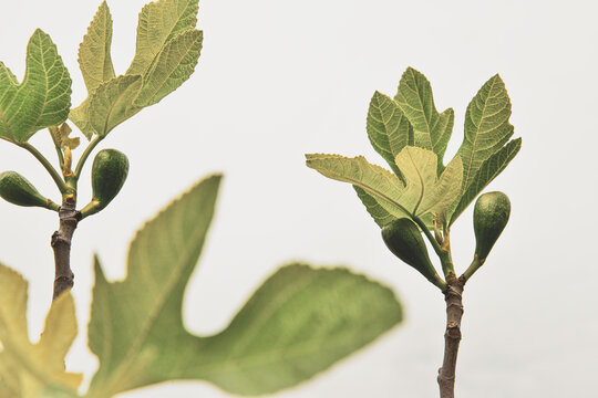 young branch of ficus carica  developing fruits  , figs in developing , young and green leaves , figs , not yet but soon 
