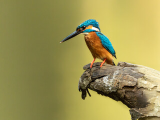 Obraz premium Kingfisher perched on log – colorful bird with clean background