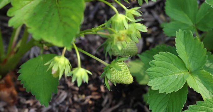 Unripe green strawberries growing in garden