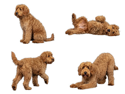 Adorable brown Goldendoodle puppy captured in a composite of various playful and natural poses on a studio transparent.