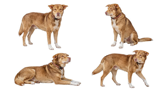 Four diverse photographs of a loyal brown domestic dog showcasing different expressive poses and calm behavior.