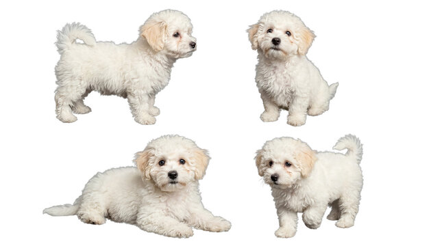 Adorable fluffy white Maltese puppy posing in various positions, expertly isolated on a transparent background.