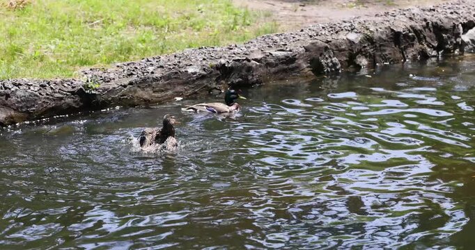 Mallard duck couple swimming and bathing in a pond during springtime mating season