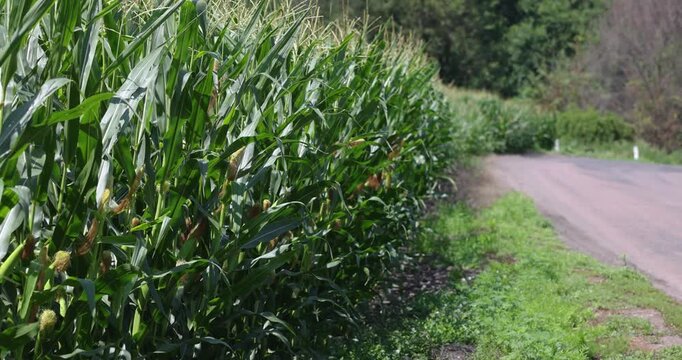 Cornfield blowing in wind alongside a country road
