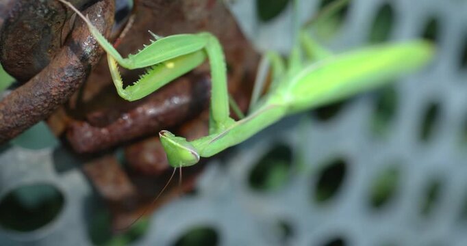 Green praying mantis cleaning its thorax and forelegs