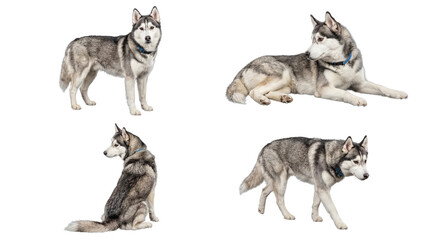Collection of four vibrant Siberian husky dog portraits in various poses, isolated on a transparent background. © Jamie