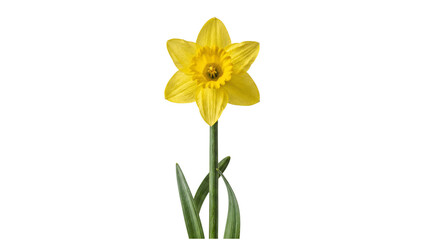 A single yellow daffodil flower with a green stem on transparent background © ATIQULISLAM