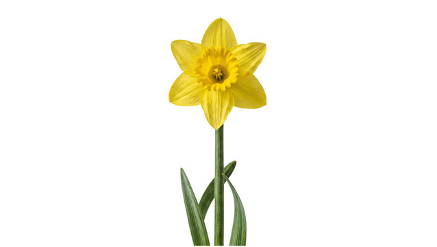 A single yellow daffodil flower with a green stem on transparent background