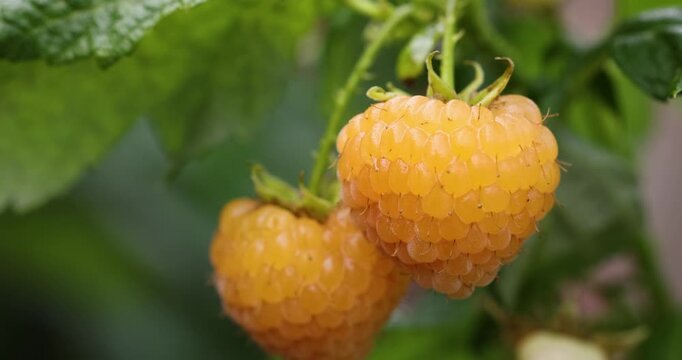 Yellow raspberries ripening on a bush