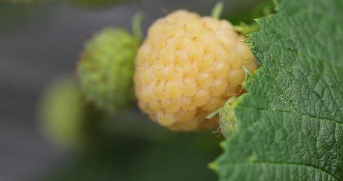 Yellow raspberry fruit growing on a bush macro shot