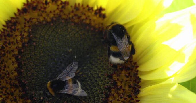 Bumblebees pollinating bright yellow sunflower closeup