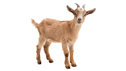 Funny baby goat stands alone with a curious look isolated on transparent background cut out © Ivan