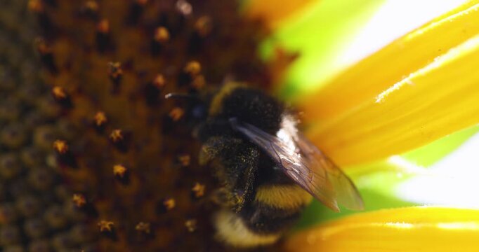 Bumblebee collecting pollen and nectar on sunflower