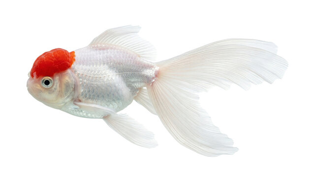 A vibrant white and red goldfish swimming gracefully on transparent background
