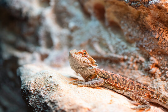 Portrait of a bearded dragon sitting on a roc