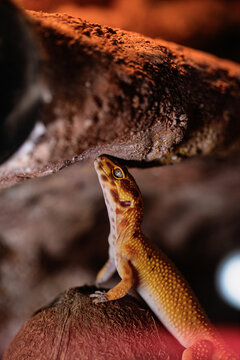 Majestic leopard gecko enjoying his day