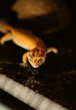 Majestic leopard gecko enjoying his day