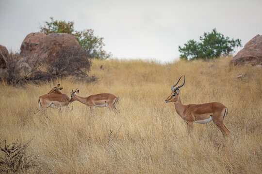 Impalas dans la savane